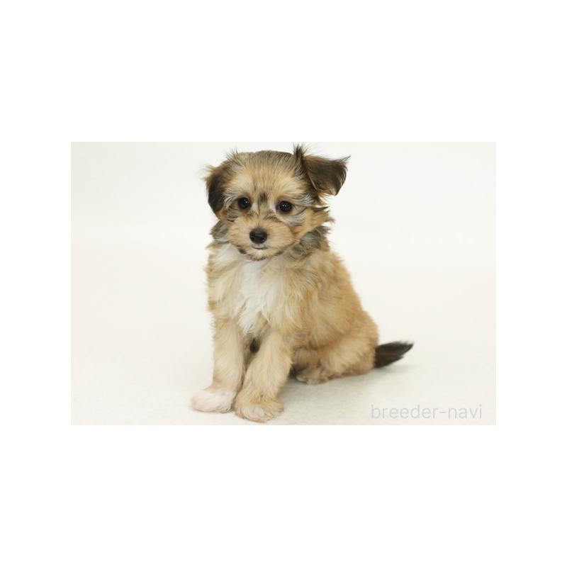 販売中の神奈川県のミックス犬-392042の1枚目